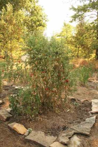 Efficient Garden Planning in Simple Steps